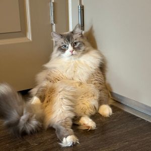 Service Area Platinum Pet Care