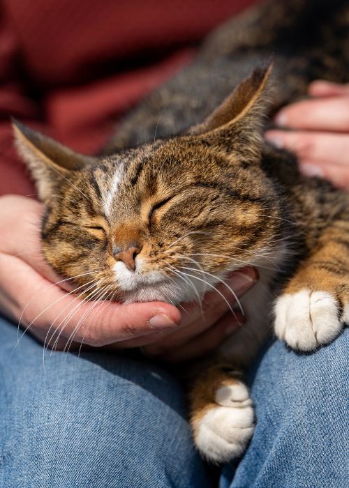 cuddle cat image contact us